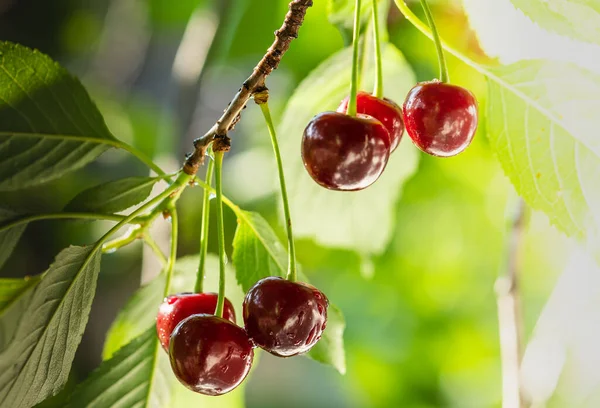 Detail Van Rijpe Rode Kersen Kersenboom — Stockfoto