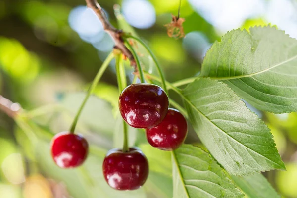 Detail Van Rijpe Rode Kersen Kersenboom — Stockfoto