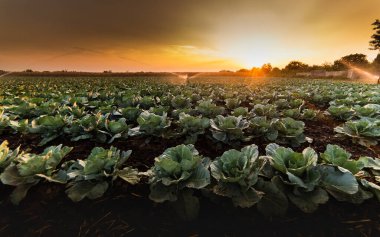 Kabak tarlasında sulama fıskiyesi var.