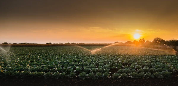 Cabbage Field Irrigation Sprinkler Watering — Stock Photo, Image