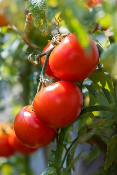 Ντομάτες Που Καλλιεργούνται Στον Κήπο — Φωτογραφία Αρχείου