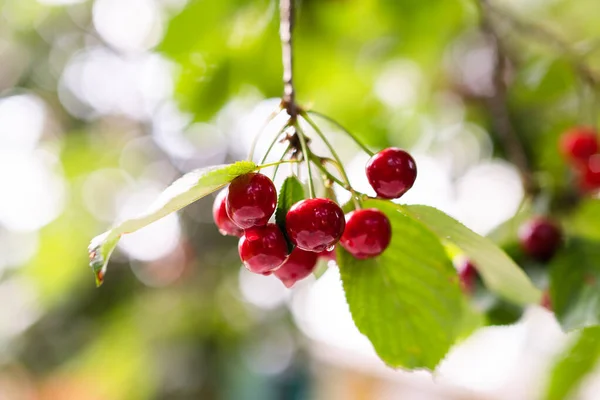樱桃树上成熟的红色樱桃的细节 — 图库照片