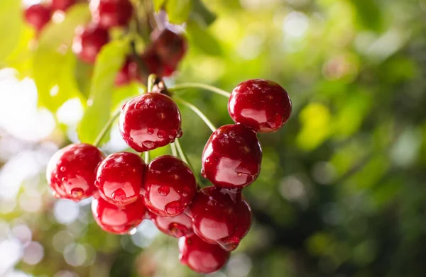 Detail Der Reifen Roten Kirschen Auf Kirschbaum — Stockfoto