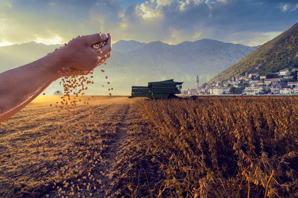 Cosecha Del Campo Soja Con Combinación —  Fotos de Stock