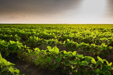 Gün batımında açık soya fasulyesi tarlası. .