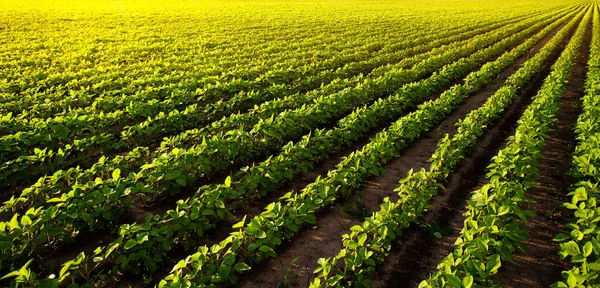 Gün Batımında Açık Soya Fasulyesi Tarlası — Stok fotoğraf