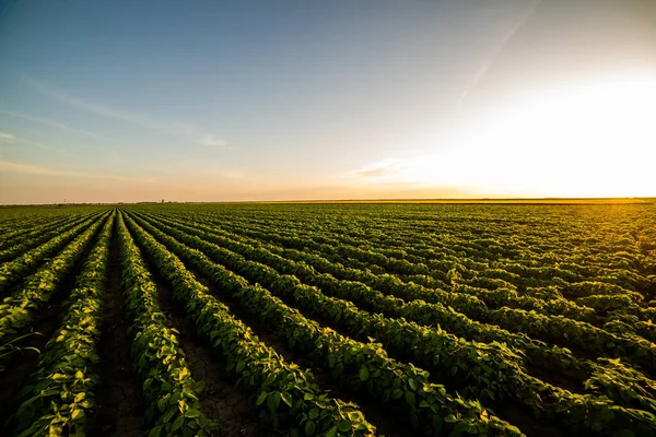 Campo Soja Aberto Pôr Sol Campo Soja — Fotografia de Stock