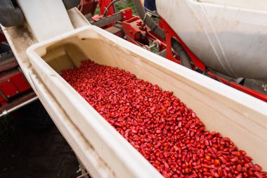 Tarım makineleri - mısır ekimi için traktör ve ekici