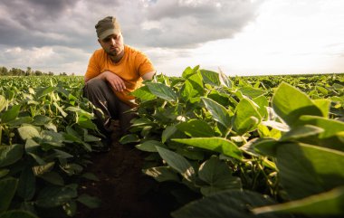 Soya tarlasında çiftçi. Büyüme, açık hava.