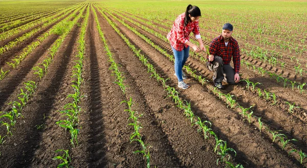 Jóvenes Agricultores Examinan Maíz Joven Plantado Primavera — Foto de Stock