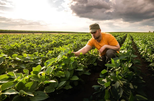 Agricultor Campos Soja Crescimento Exterior — Fotografia de Stock