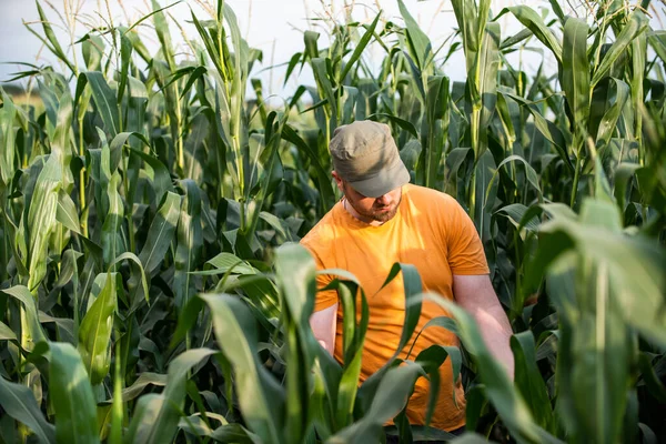 Farmer in corn fields. Growth, outdoor.