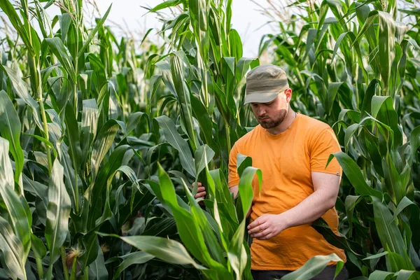 Farmář Kukuřičných Polích Růst Venkovní — Stock fotografie