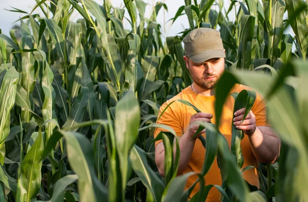 Фермер Полях Кукурудзи Зростання Відкритому Повітрі — стокове фото