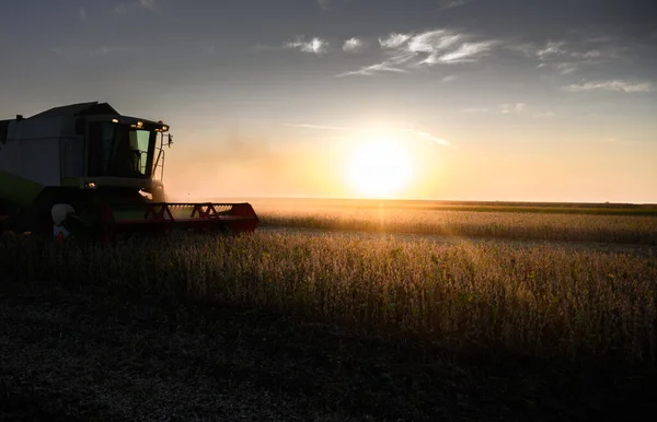 Een Combineren Oogsten Sojabonen Bij Zonsondergang — Stockfoto