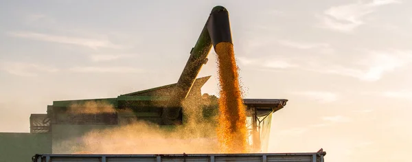 Pouring Corn Grain Tractor Trailer Harvest Field — Stock Photo, Image