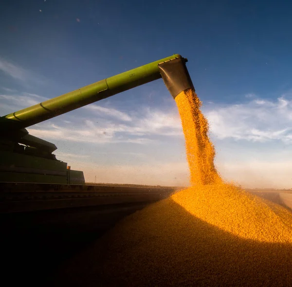 Sklizeň Kukuřice Zemědělské Půdě Při Západu Slunce — Stock fotografie