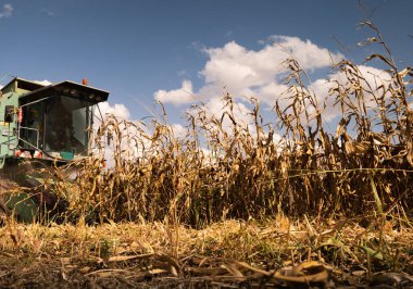 Alacakaranlıkta mısırları hasat eden hasatçıyı birleştirin.