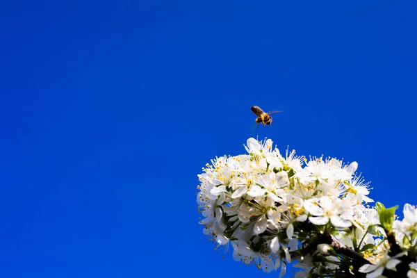 Včela Vznášející Nad Třešňovou Květinou — Stock fotografie