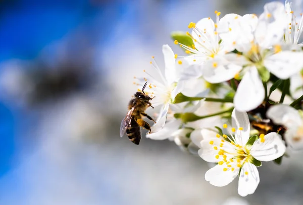 桜の上で蜂を働く — ストック写真