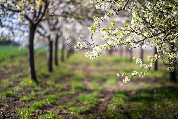 Cseresznyevirág Gyümölcsöskert Tavasszal — Stock Fotó
