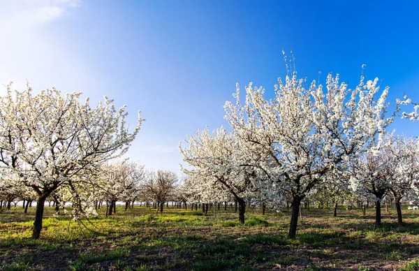 Verger Cerisiers Fleurs Printemps — Photo