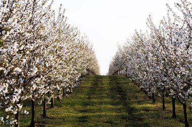 Baharda kiraz çiçeği meyve bahçesi