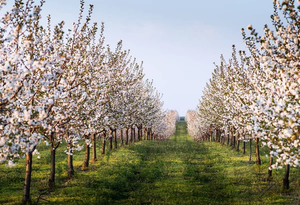 Cherry Blossom Fruit Orchard Spring — Stock Photo, Image