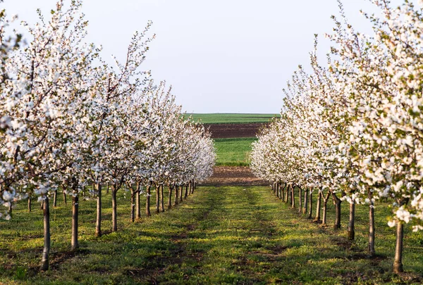 Třešňový Ovocný Sad Jaře — Stock fotografie
