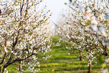 Baharda kiraz çiçeği meyve bahçesi