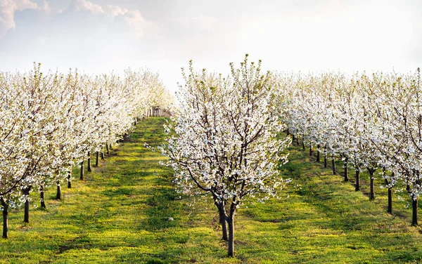 Verger Cerisiers Fleurs Printemps — Photo