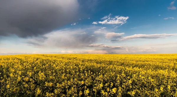 Gelbes Rapsfeld Bei Sonnenuntergang Sonnenlicht Erhellt Gelben Raps Landwirtschaftsbereich Ländliche — Stockfoto