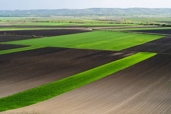 Ungt Grönt Vete Nära Randig Plöjd Fält Våren Antenn Drönare — Stockfoto