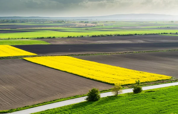 Rapeseed Field Striped Ploughed Field Springtime Aerial Drone View — Foto de Stock