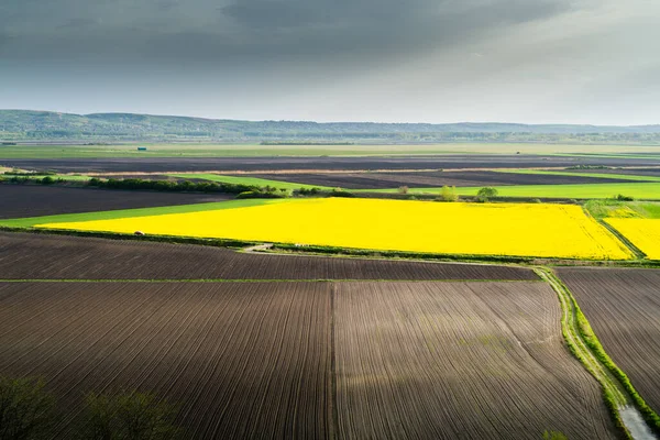 Rapeseed Field Striped Ploughed Field Springtime Aerial Drone View — Photo