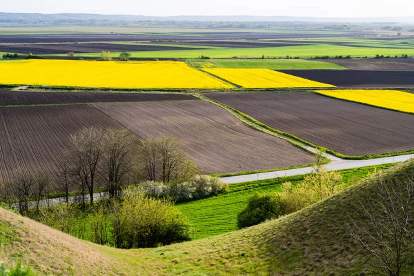 Rapeseed Field Striped Ploughed Field Springtime Aerial Drone View — Stock Photo, Image