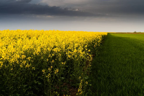 Gult Rapsfält Vid Solnedgången Solljus Lyser Upp Gul Canola Jordbruksmark — Stockfoto