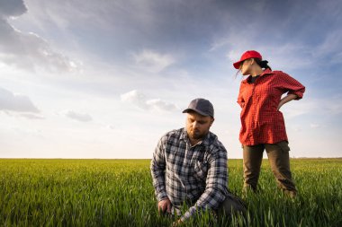 Genç çiftçilerin ekili incelenirken buğday alanları
