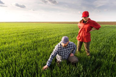 Genç çiftçilerin ekili incelenirken buğday alanları