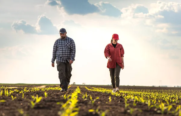 Молоді Фермери Які Виганяють Посадили Молоду Кукурудзу Навесні — стокове фото