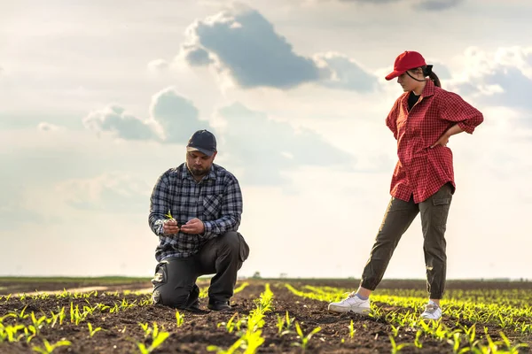 Молодые Фермеры Весной Осматривают Посаженную Кукурузу — стоковое фото