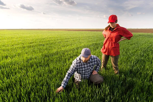 Genç çiftçilerin ekili incelenirken buğday alanları