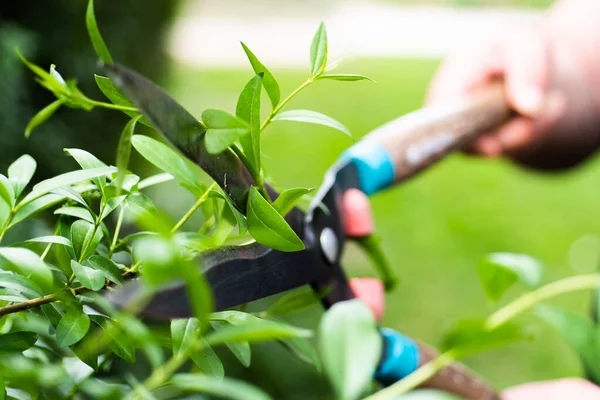 Close Trimming Cutting Pruning Evergreen Boxwood Using Hedge Shears — Stockfoto