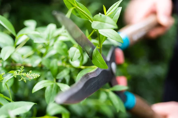 Close Trimming Cutting Pruning Evergreen Boxwood Using Hedge Shears — Stock Photo, Image