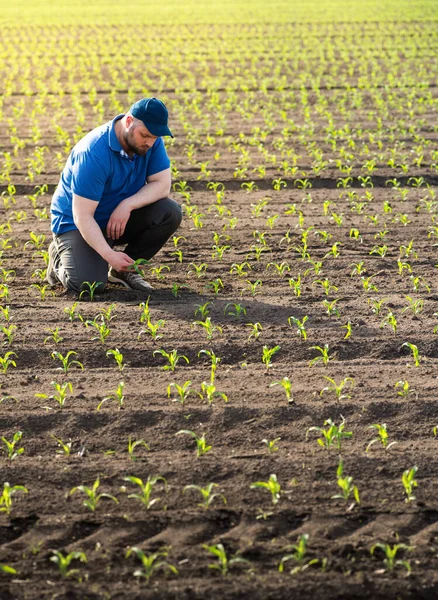 Agricoltore Nei Campi Mais Crescita Outdoor — Foto Stock