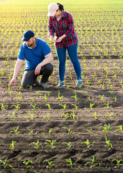 Genç çiftçiler baharda ekilen mısırları inceliyor.