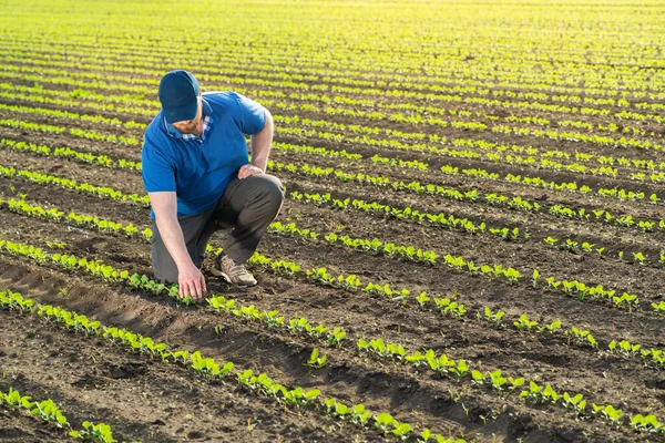 Agricultor Campos Soja Crecimiento Aire Libre — Foto de Stock