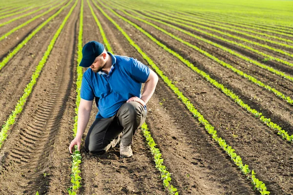 Agricultor Campos Soja Crescimento Exterior — Fotografia de Stock