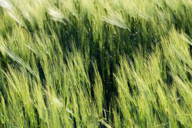 Baharda genç buğday tarlaları, toprakta filizlenen tohumlar..