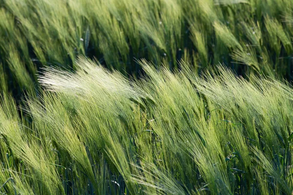 Mladé Pšeničné Pole Jaře Sazenice Rostoucí Půdě — Stock fotografie
